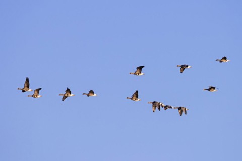 Flock of greater white-fronted geese