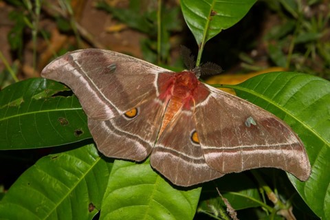 Madagascar emperor moth