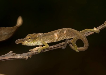 Chameleon