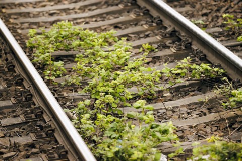 Weeds growing in a track. Berlin