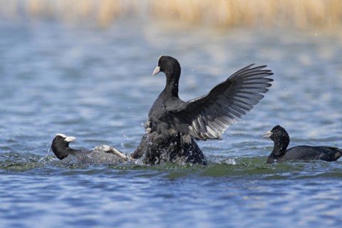 Aggressive territorial Eurasian coot