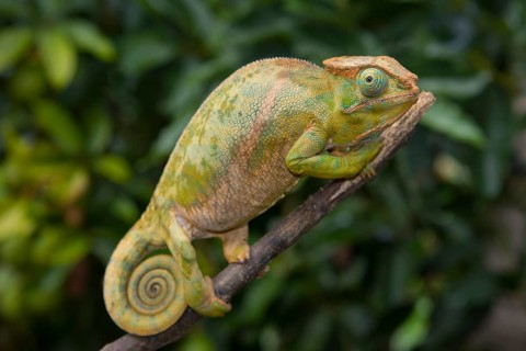 Two-striped chameleon
