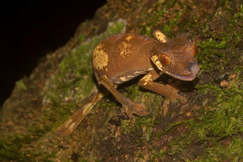Rare leaf-tailed gecko