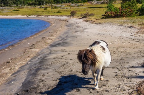 Free-roaming and foraging Shetland pony on the northern beach of South Koster Island