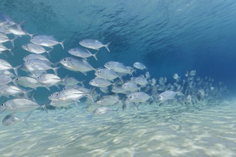 Shoal