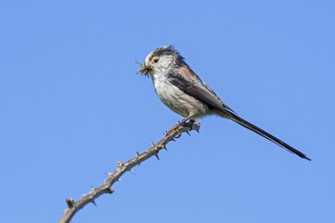 Long-tailed tit