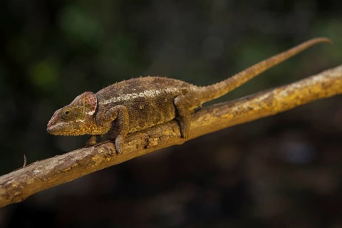 Chameleon