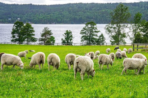 Grazing flock of sheep in a meadow by a lake near Hoegsbyn in Dalsland