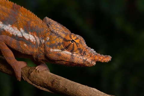 Male Angels chameleon