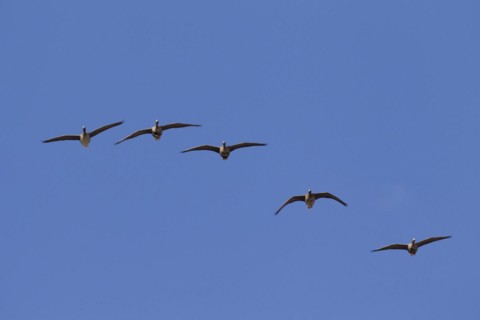 Greater white-fronted geese