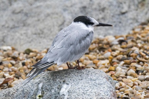 Common tern