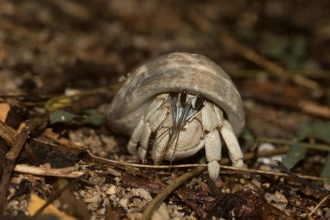 Hermit crab in foliage layer on Nosy Tanikely Island