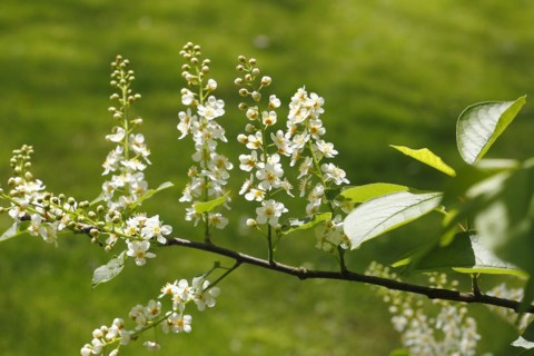 European bird cherry