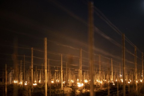 Fires loom on the vineyard of Wackerbarth Castle in Weinboehla