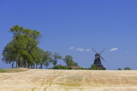 Traditional windmill in wheat field