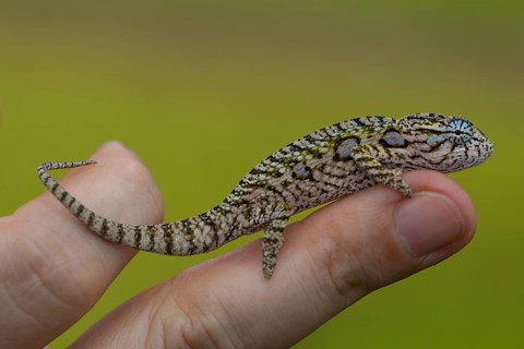 Jewel chameleon