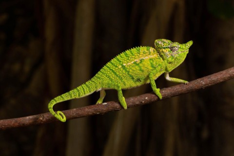 Rediscovered male voeltzkow's chameleon