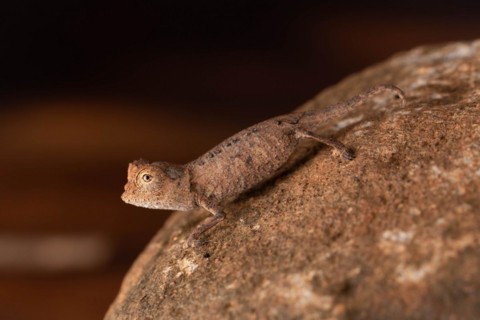 Juvenile of the Stumpff's earth chameleon