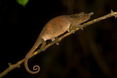 Chameleon