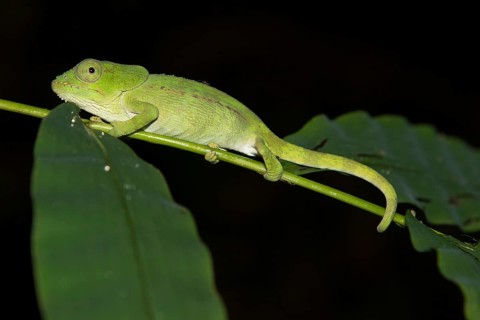 Chameleon
