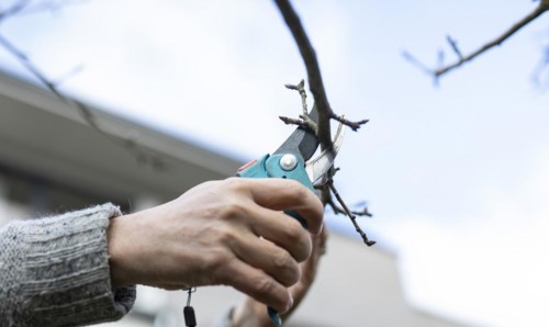 Topic: Pruning fruit trees in spring. Here an apple tree