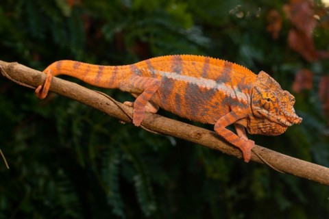 Male Angels chameleon
