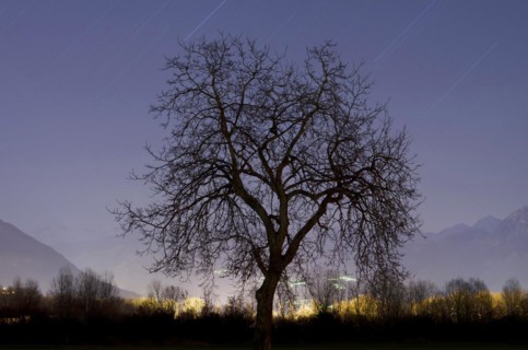 Tree at night with stars trails and mountain