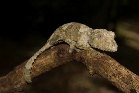 Mossy leaf-tailed gecko