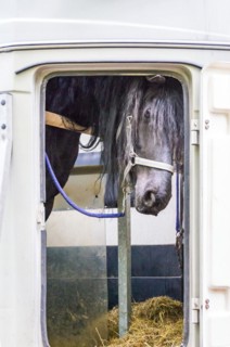A grey horse looks out curiously at the window of a horse-drawn vehicle