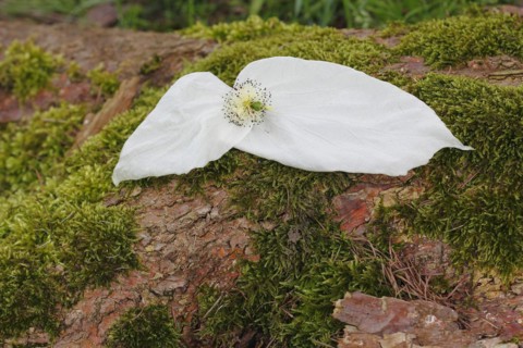 Flower dove tree
