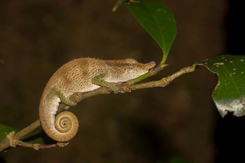 Chameleon