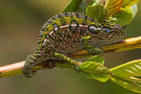 Jewel chameleon