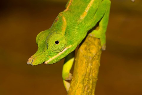 Close-up of a petter's chameleon