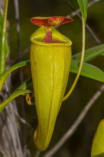 Climbing pitcher of a carnivorous pitcher plant