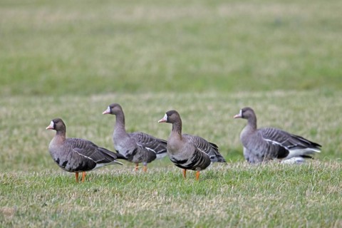 Greater white-fronted geese