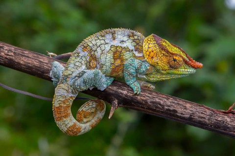 Variegated chameleon