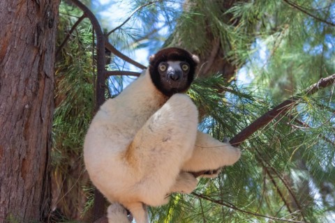 Male crowned sifaka