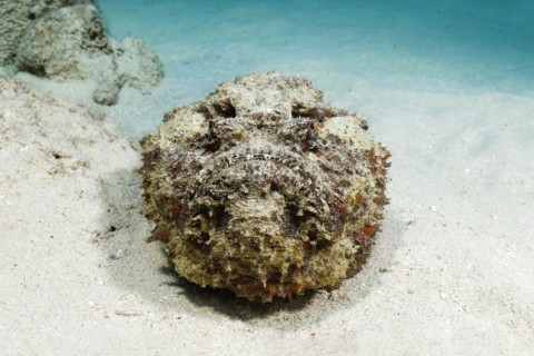 Reef stonefish