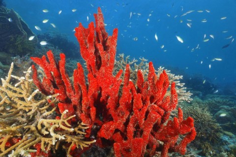 Red sponge