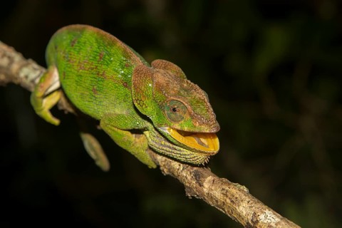 Chameleon