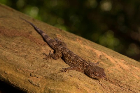 Velvet gecko