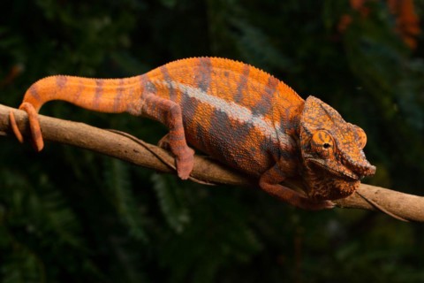 Male Angels chameleon