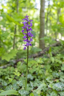 Cuckoo orchid