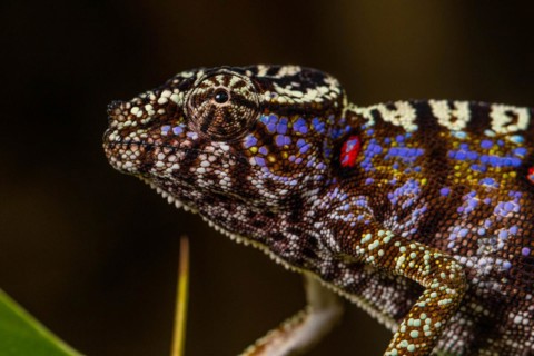 Rediscovered female voeltzkow's chameleon