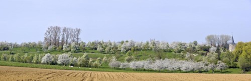 Ploughed field and orchard with cherry