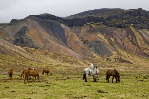 Herd of horses