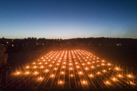 Fires loom on the vineyard of Wackerbarth Castle in Weinboehla