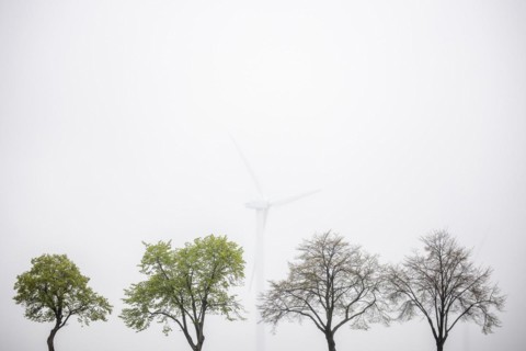 Trees along a country road stand out in front of wind turbines in Vierkirchen
