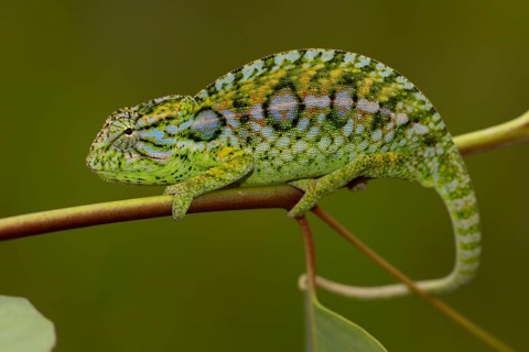 Jewel chameleon