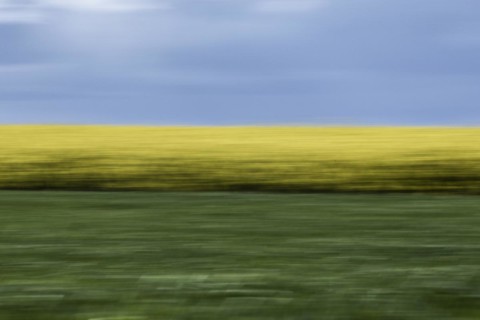 A rape field under a blue sky
